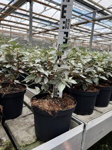 Elaeagnus ebbingei 30-40 cm cont. 3,0L
