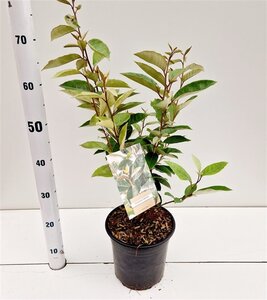 Elaeagnus ebbingei 40-60 cm cont. 3,0L - afbeelding 1