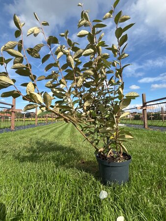 Elaeagnus ebbingei 80-100 cm cont. 5,0L - afbeelding 4
