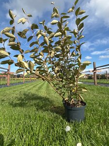 Elaeagnus ebbingei 80-100 cm cont. 5,0L - afbeelding 4