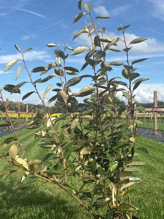 Elaeagnus ebbingei 80-100 cm cont. 5,0L - afbeelding 2