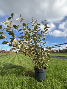 Elaeagnus ebbingei 80-100 cm cont. 5,0L - afbeelding 3