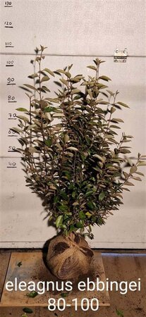 Elaeagnus ebbingei 80-100 cm met kluit - afbeelding 2