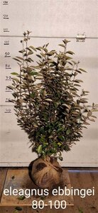 Elaeagnus ebbingei 80-100 cm met kluit - afbeelding 2
