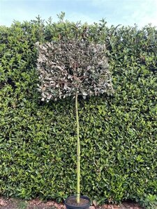 Elaeagnus ebb. 'Compacta' 10-12 Hoogstam cont. 35L SCHERM,br150xh120 180 cm stam - afbeelding 1