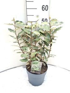 Elaeagnus ebb. 'Compacta' 40-60 cm cont. 3,0L - afbeelding 2