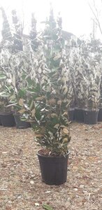 Elaeagnus ebb. 'Compacta' 80-100 cm cont. 10L - afbeelding 1