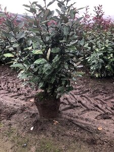 Elaeagnus ebb. 'Compacta' 80-100 cm cont. 7,5L