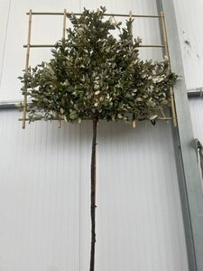 Elaeagnus ebb. 'Compacta' 8-10 Hoogstam cont. 35L SCHERM,br150xh120 180 cm stam