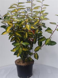 Elaeagnus ebb. 'Limelight' 60-80 cm cont. 5,0L