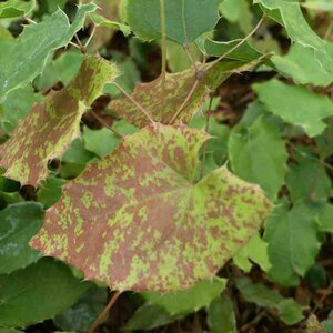 Epimedium 'Amber Queen' geen maat specificatie 0,55L/P9cm - afbeelding 6