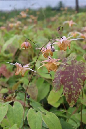 Epimedium 'Amber Queen' geen maat specificatie 0,55L/P9cm - afbeelding 5