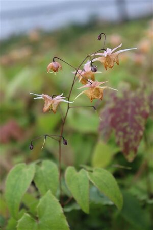 Epimedium 'Amber Queen' geen maat specificatie 0,55L/P9cm - afbeelding 7