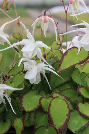 Epimedium gr. 'Bandit' geen maat specificatie 0,55L/P9cm - afbeelding 1