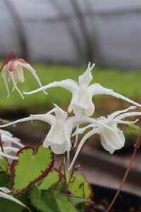 Epimedium gr. 'Bandit' geen maat specificatie 0,55L/P9cm - afbeelding 2