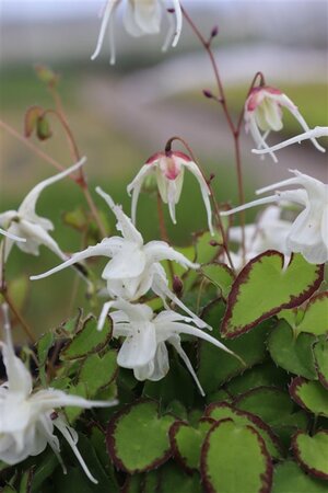 Epimedium gr. 'Bandit' geen maat specificatie 0,55L/P9cm - afbeelding 3