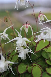Epimedium gr. 'Bandit' geen maat specificatie 0,55L/P9cm - afbeelding 3