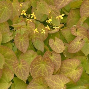Epimedium pinnatum colchicum geen maat specificatie 0,55L/P9cm