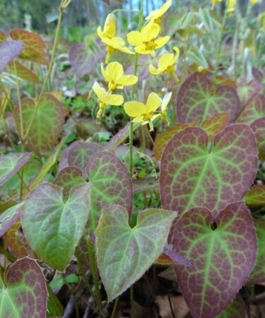 Epimedium pinnatum colchicum geen maat specificatie 0,55L/P9cm - afbeelding 2