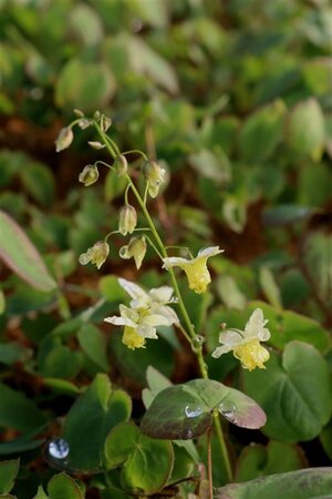 Epimedium versic. 'Sulphureum' geen maat specificatie 0,55L/P9cm - afbeelding 7
