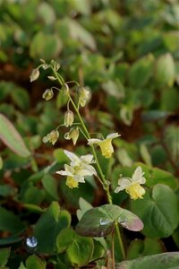 Epimedium versic. 'Sulphureum' geen maat specificatie 0,55L/P9cm - afbeelding 7