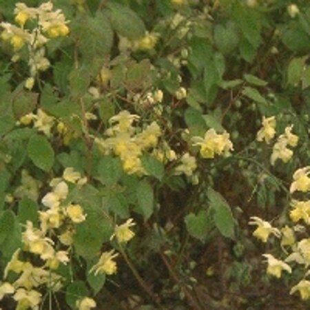 Epimedium versic. 'Sulphureum' geen maat specificatie 0,55L/P9cm - afbeelding 3