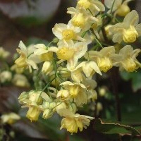 Epimedium versic. 'Sulphureum' geen maat specificatie 0,55L/P9cm - afbeelding 4