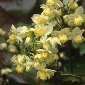 Epimedium versic. 'Sulphureum' geen maat specificatie 0,55L/P9cm - afbeelding 4