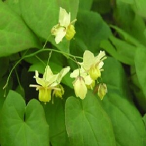 Epimedium versic. 'Sulphureum' geen maat specificatie 0,55L/P9cm - afbeelding 5