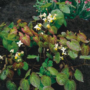 Epimedium versic. 'Sulphureum' geen maat specificatie 0,55L/P9cm - afbeelding 6