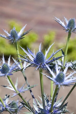 Eryngium bourgatii geen maat specificatie 0,55L/P9cm - afbeelding 1