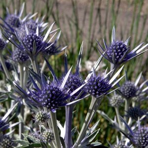 Eryngium bourgatii geen maat specificatie 0,55L/P9cm - afbeelding 3