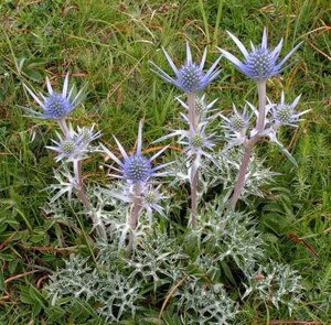 Eryngium bourgatii geen maat specificatie 0,55L/P9cm - afbeelding 4