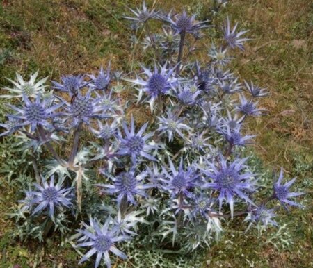 Eryngium bourgatii geen maat specificatie 0,55L/P9cm - afbeelding 5