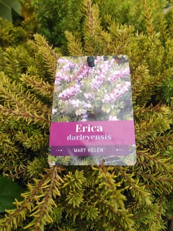 Erica darl. 'Mary Helen' 15-20 cm cont. 2,0L