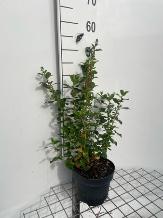 Escallonia 'Iveyi' 40-50 cm cont. 3,0L