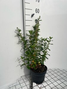 Escallonia 'Iveyi' 40-50 cm cont. 3,0L