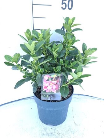 Escallonia laevis Pink Elle 30-40 cm cont. 3,0L - afbeelding 2