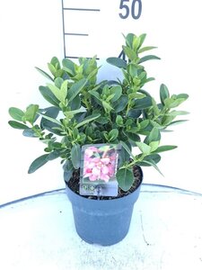 Escallonia laevis Pink Elle 30-40 cm cont. 3,0L - afbeelding 2