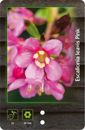 Escallonia laevis Pink Elle 30-40 cm cont. 3,0L - afbeelding 1