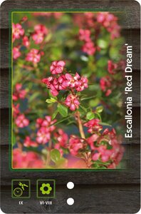 Escallonia 'Red Dream' 30-40 cm cont. 3,0L - afbeelding 4