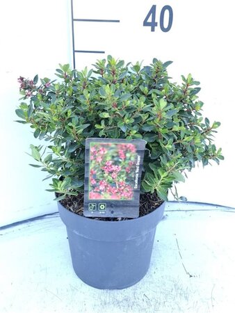 Escallonia 'Red Dream' 30-40 cm cont. 3,0L - afbeelding 5