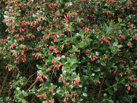 Escallonia 'Red Dream' 30-40 cm cont. 3,0L - afbeelding 3