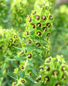 Euphorbia char. 'Black Pearl' geen maat specificatie 0,55L/P9cm - afbeelding 2