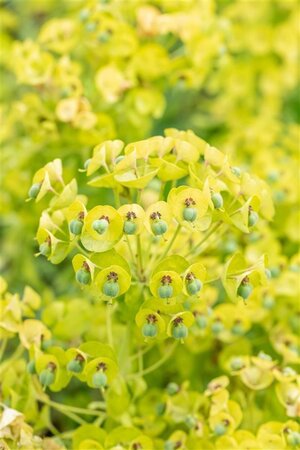 Euphorbia char. 'Black Pearl' geen maat specificatie 0,55L/P9cm - afbeelding 1