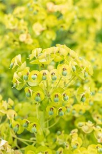 Euphorbia char. 'Black Pearl' geen maat specificatie 0,55L/P9cm - afbeelding 1