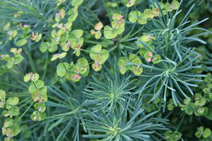 Euphorbia cyp. 'Fens Ruby' geen maat specificatie 0,55L/P9cm - afbeelding 2
