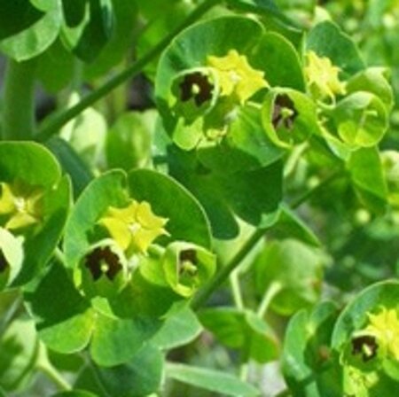 Euphorbia char. 'Humpty Dumpty' geen maat specificatie 0,55L/P9cm