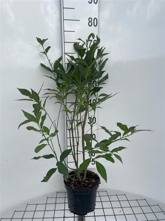 Euonymus europaeus 'Red Cascade' 60-80 cm cont. 3,0L - afbeelding 2