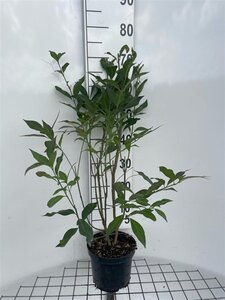 Euonymus europaeus 'Red Cascade' 60-80 cm cont. 3,0L - afbeelding 2